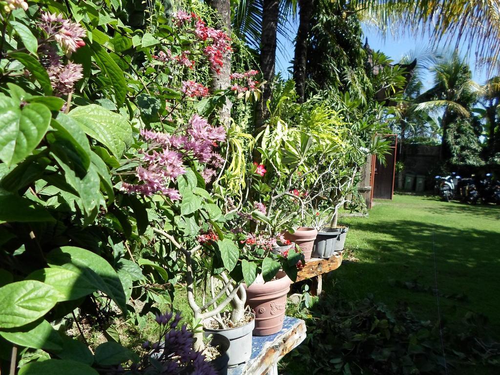 Bali Aman Darling House Hotell Canggu Eksteriør bilde